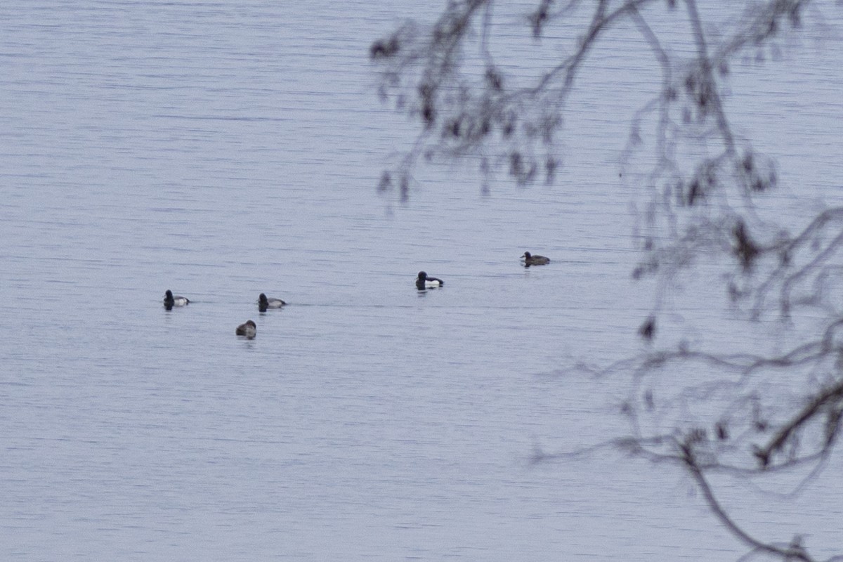 Tufted Duck - ML521880131