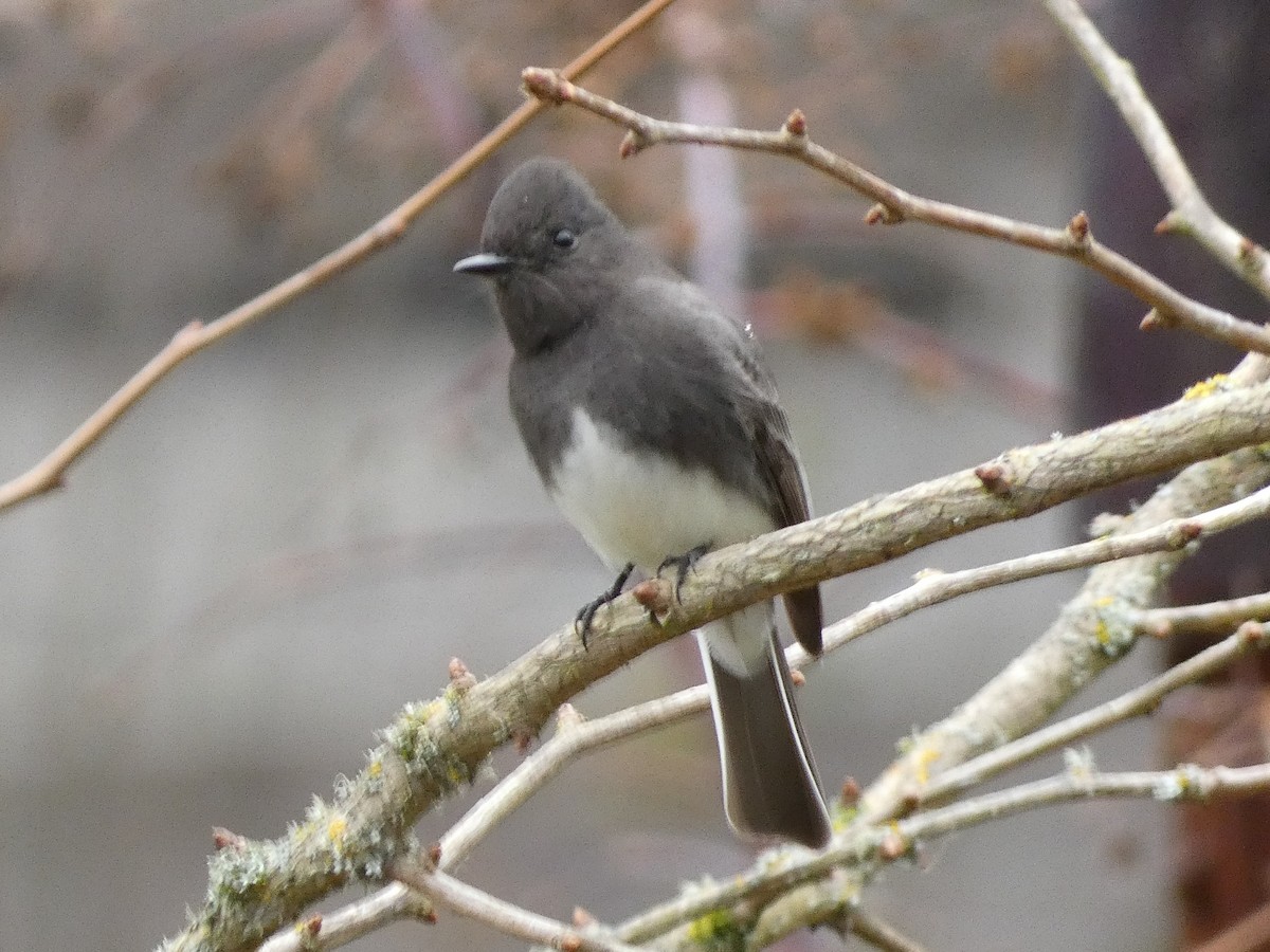 Black Phoebe - ML521880411