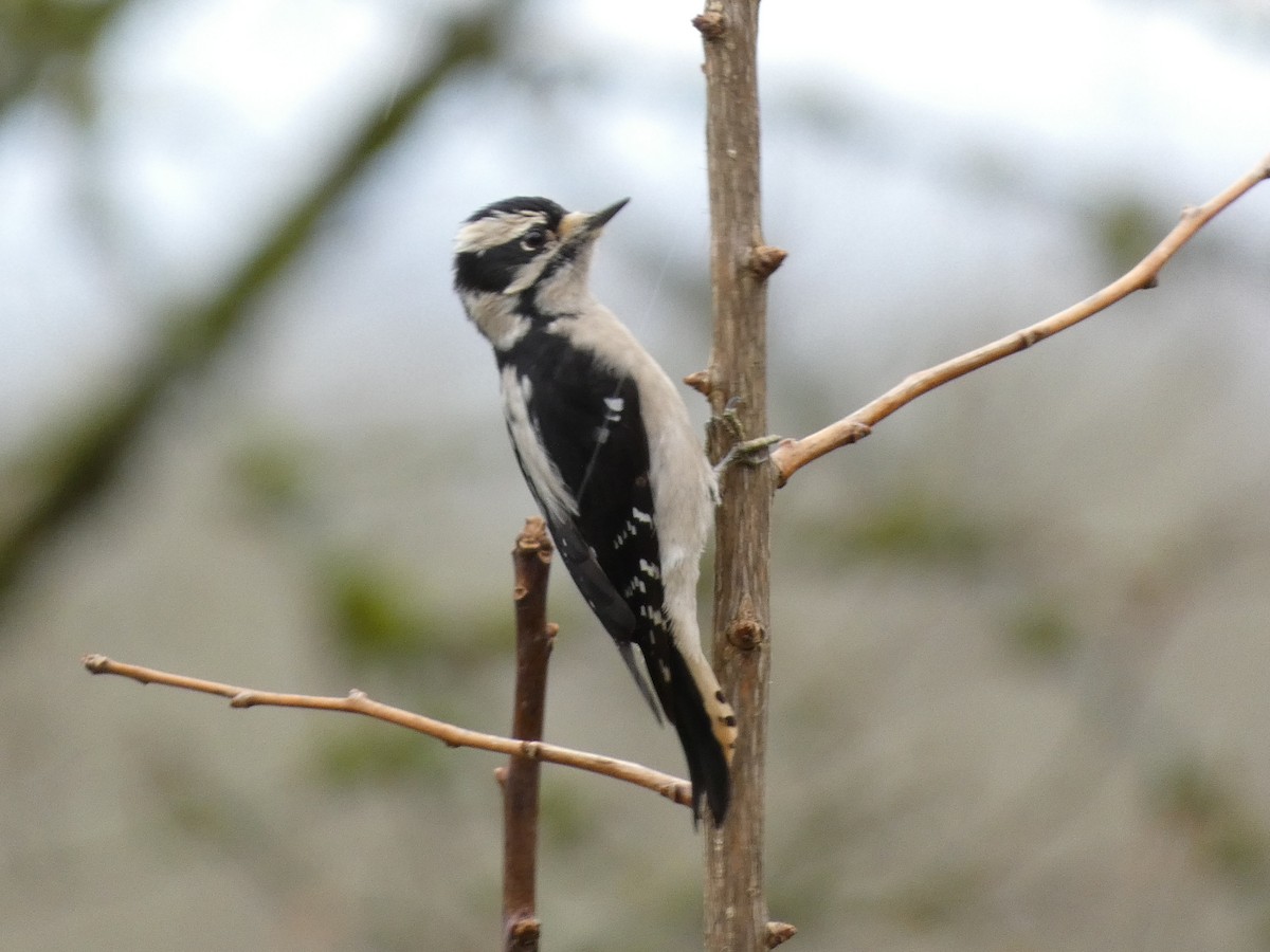 Downy Woodpecker (Pacific) - ML521880811