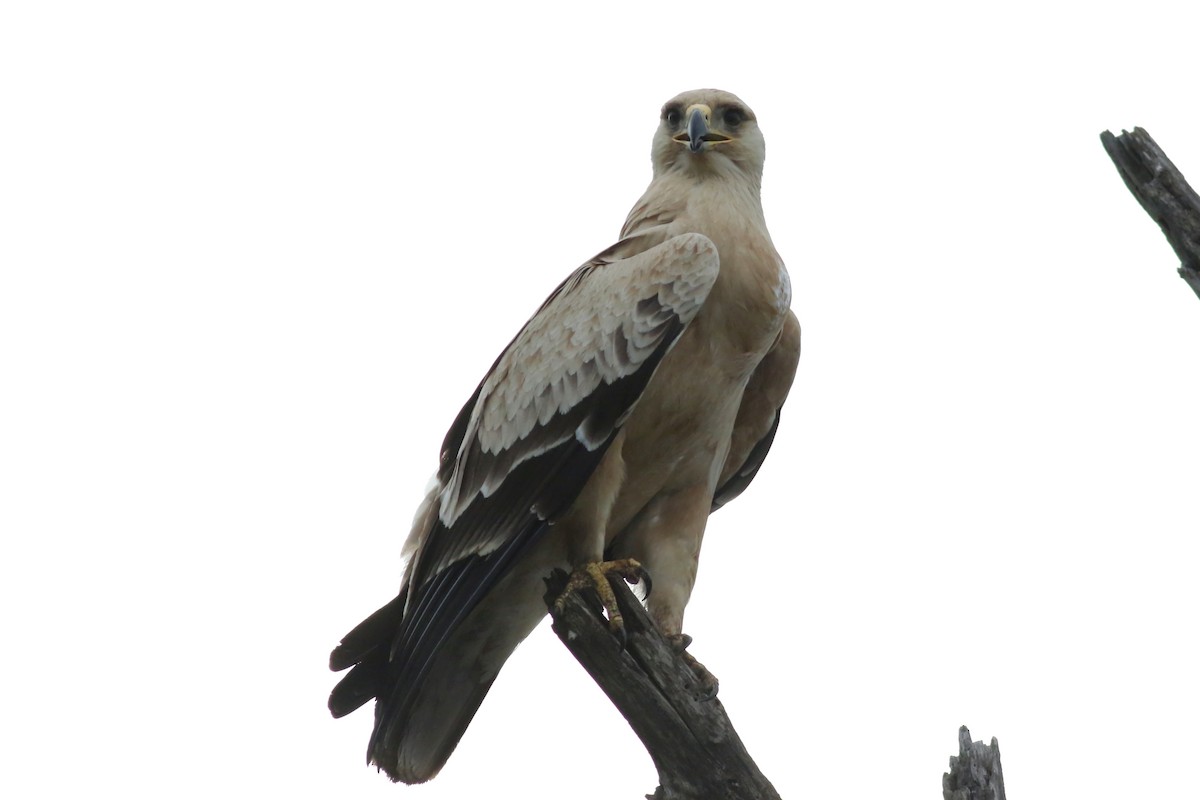 Tawny Eagle - ML521881831