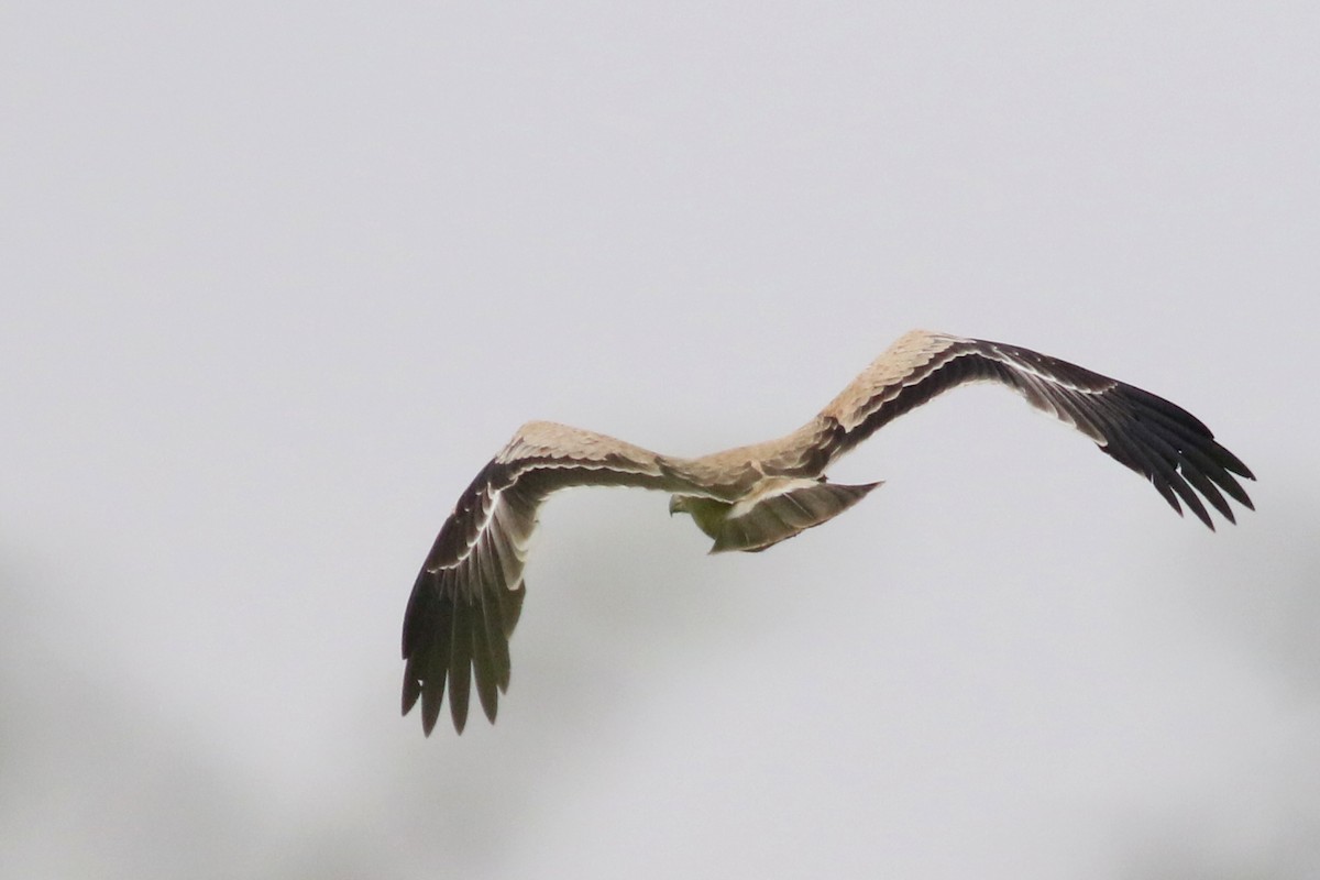 Tawny Eagle - ML521881841