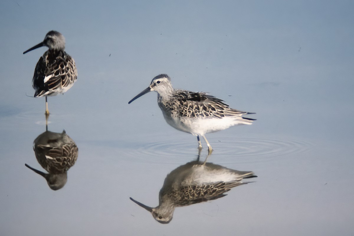 Stilt Sandpiper - ML521882391