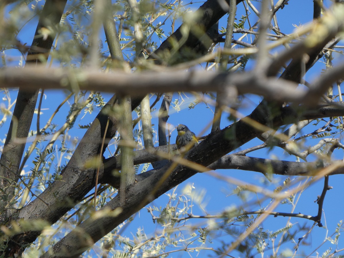 Yellow-rumped Warbler (Myrtle x Audubon's) - ML521883861