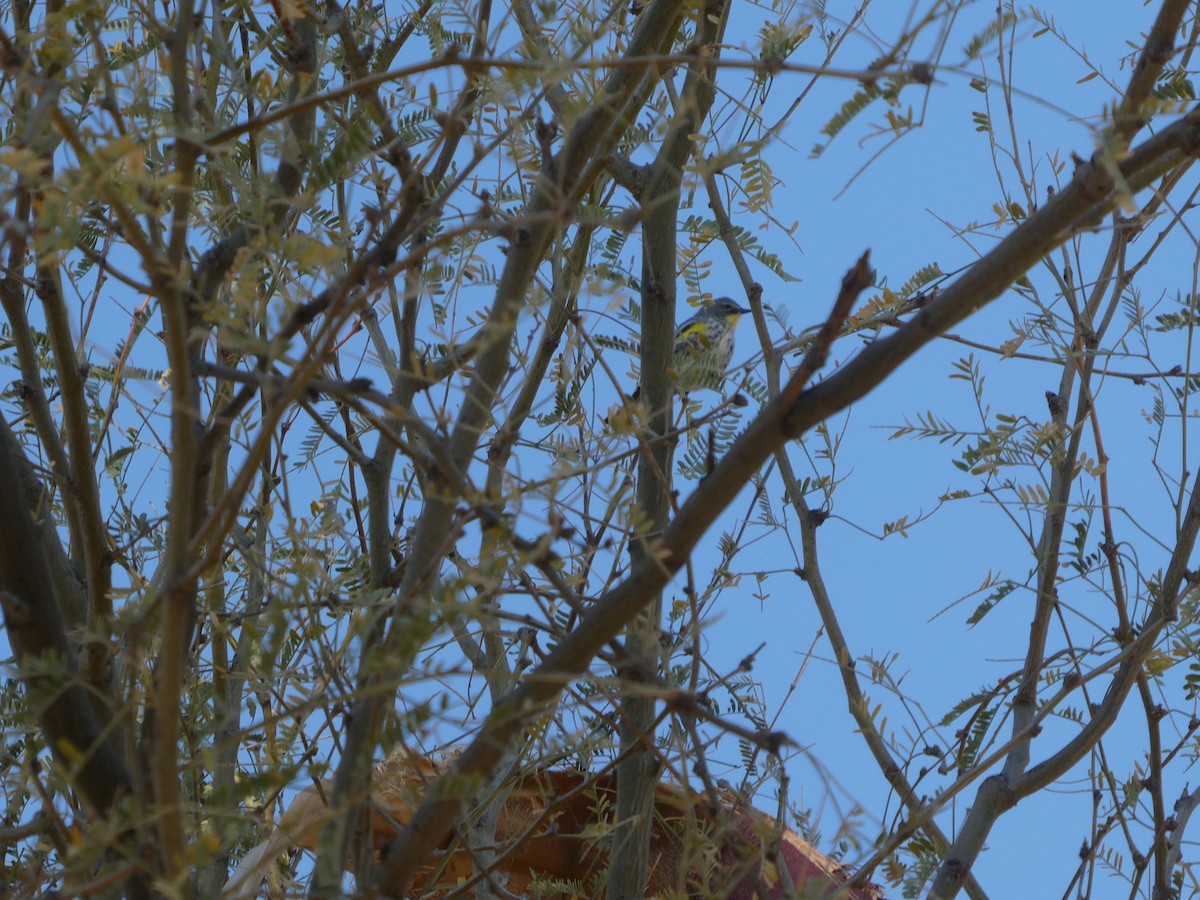 Yellow-rumped Warbler (Myrtle x Audubon's) - ML521883871