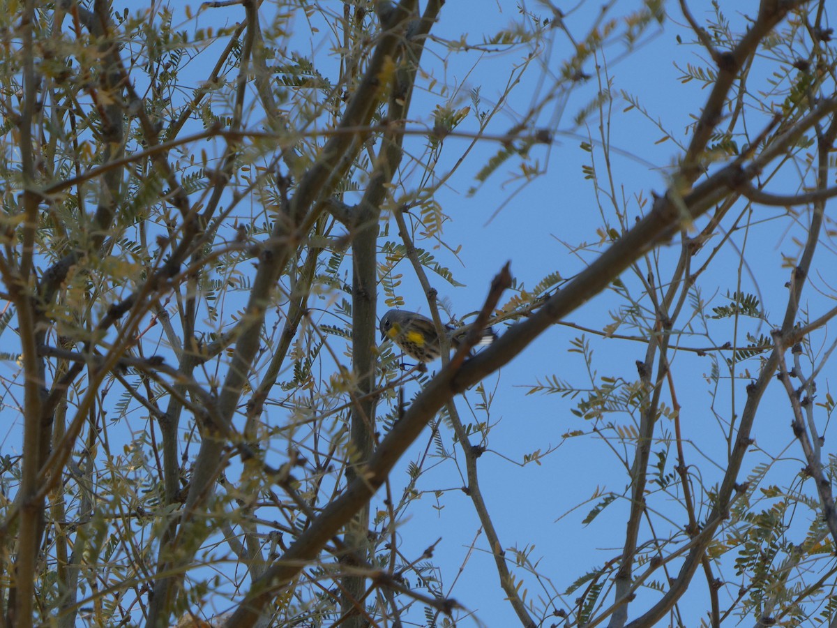 Yellow-rumped Warbler (Myrtle x Audubon's) - ML521883881