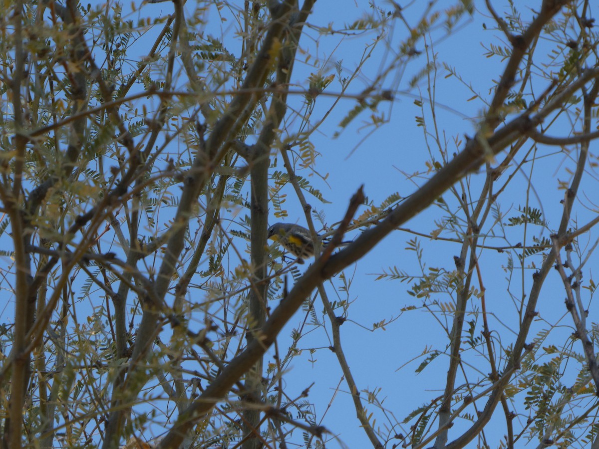 Yellow-rumped Warbler (Myrtle x Audubon's) - ML521883891