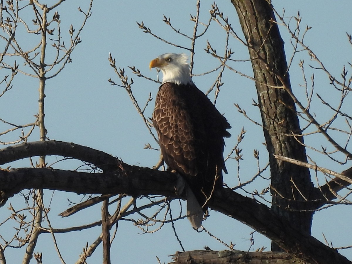 Bald Eagle - ML521883931