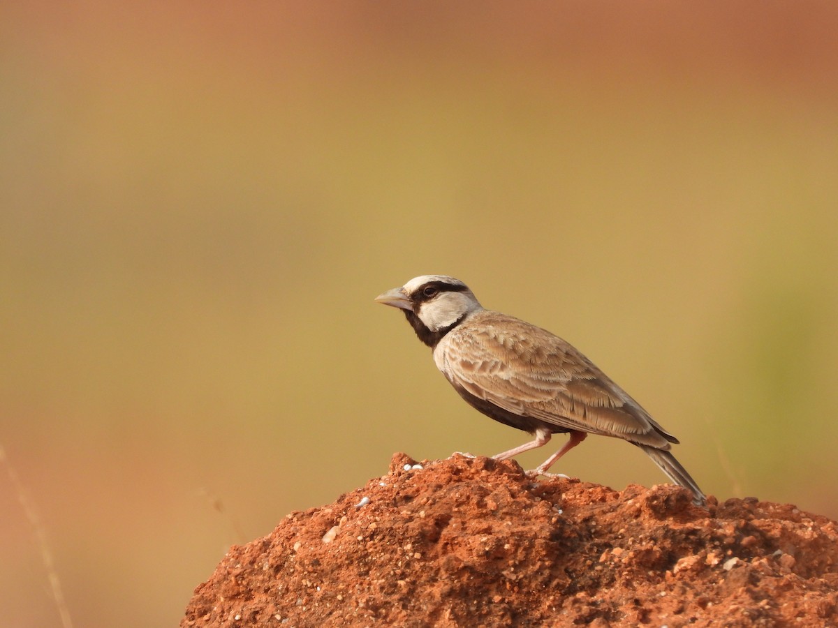 Ashy-crowned Sparrow-Lark - ML521884111