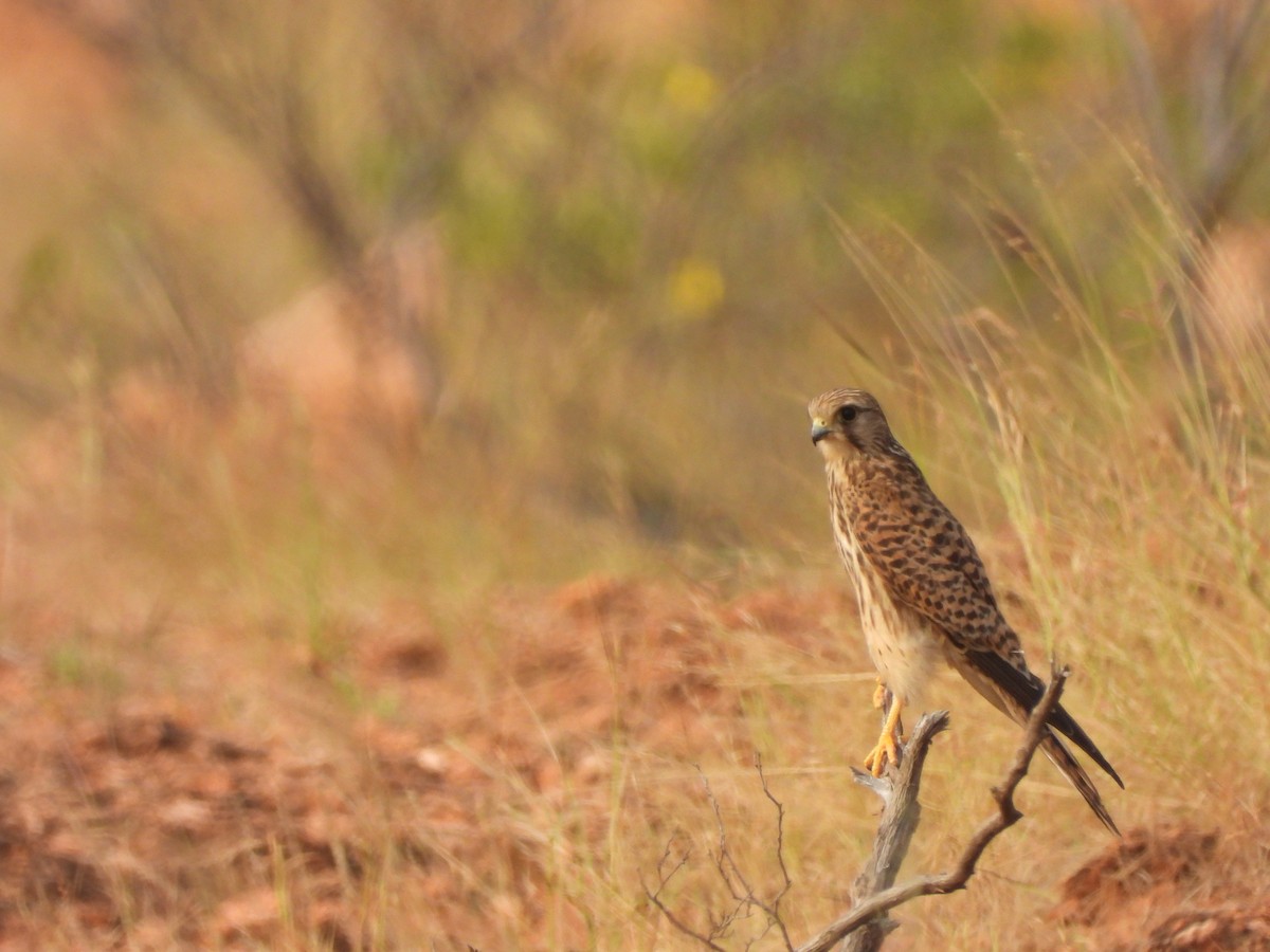 Eurasian Kestrel - ML521884351