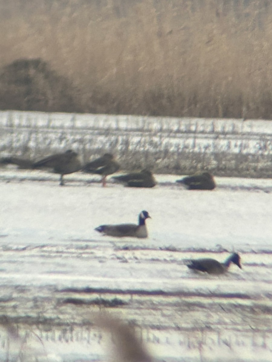 Greater White-fronted Goose - ML521884671