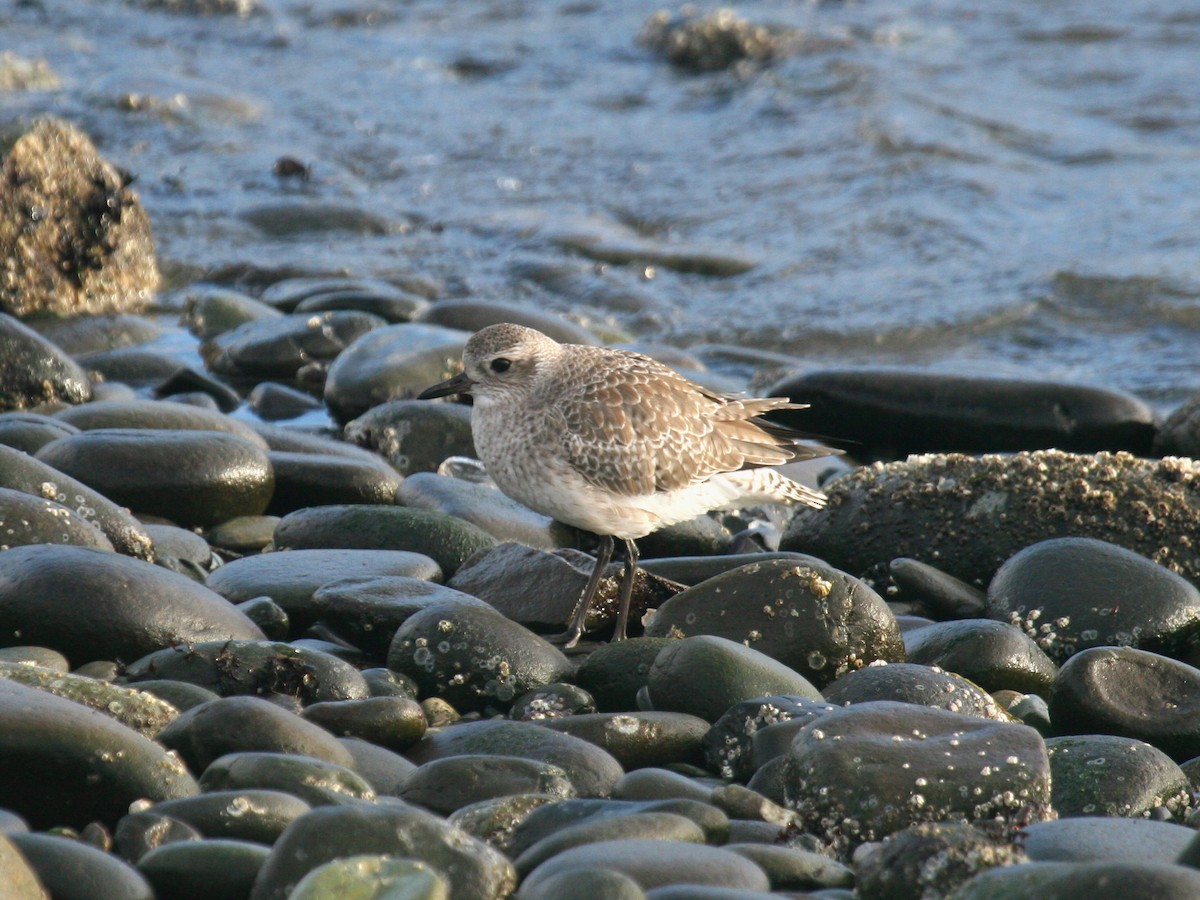Black-bellied Plover - ML521885921
