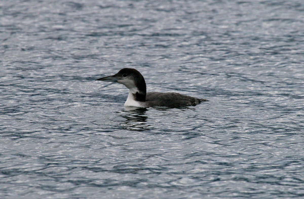 Common Loon - ML521886011