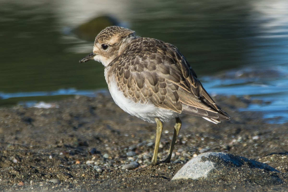 Double-banded Plover - Anja Kohler