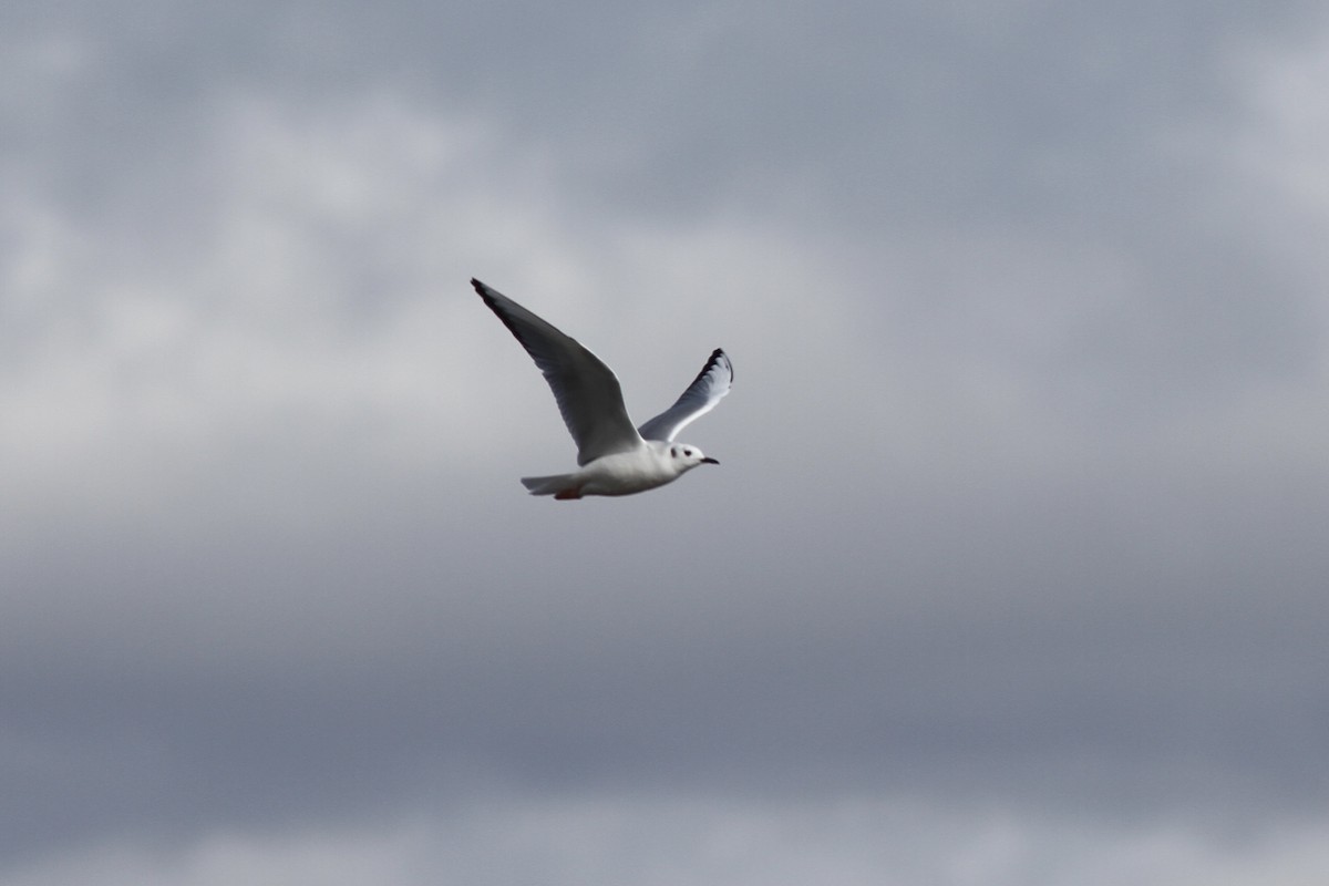 Bonaparte's Gull - ML521891091