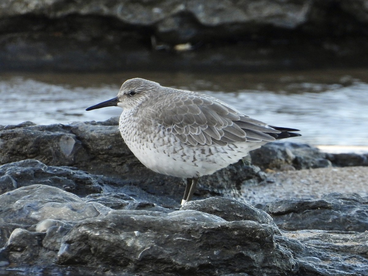 Red Knot - ML521894231