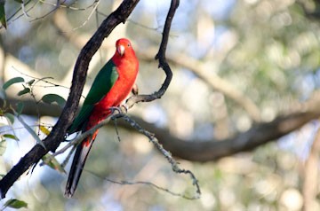 Avustralya Kral Papağanı - ML521895801
