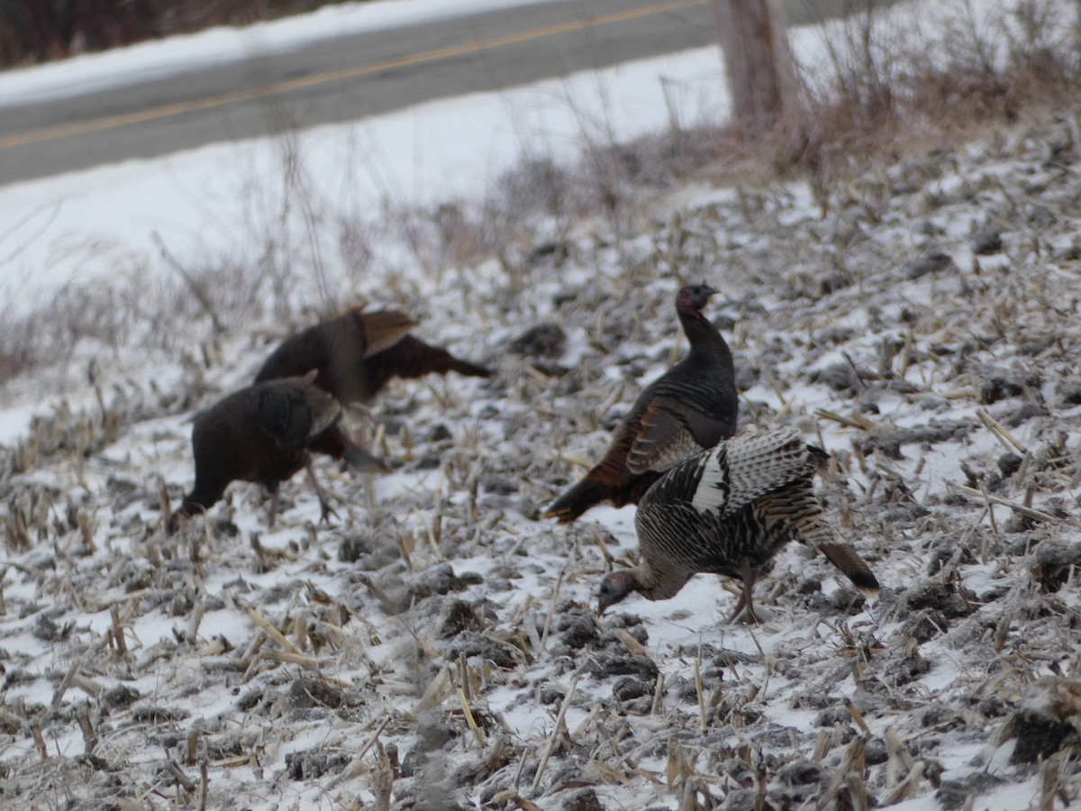 Wild Turkey - ML521897341