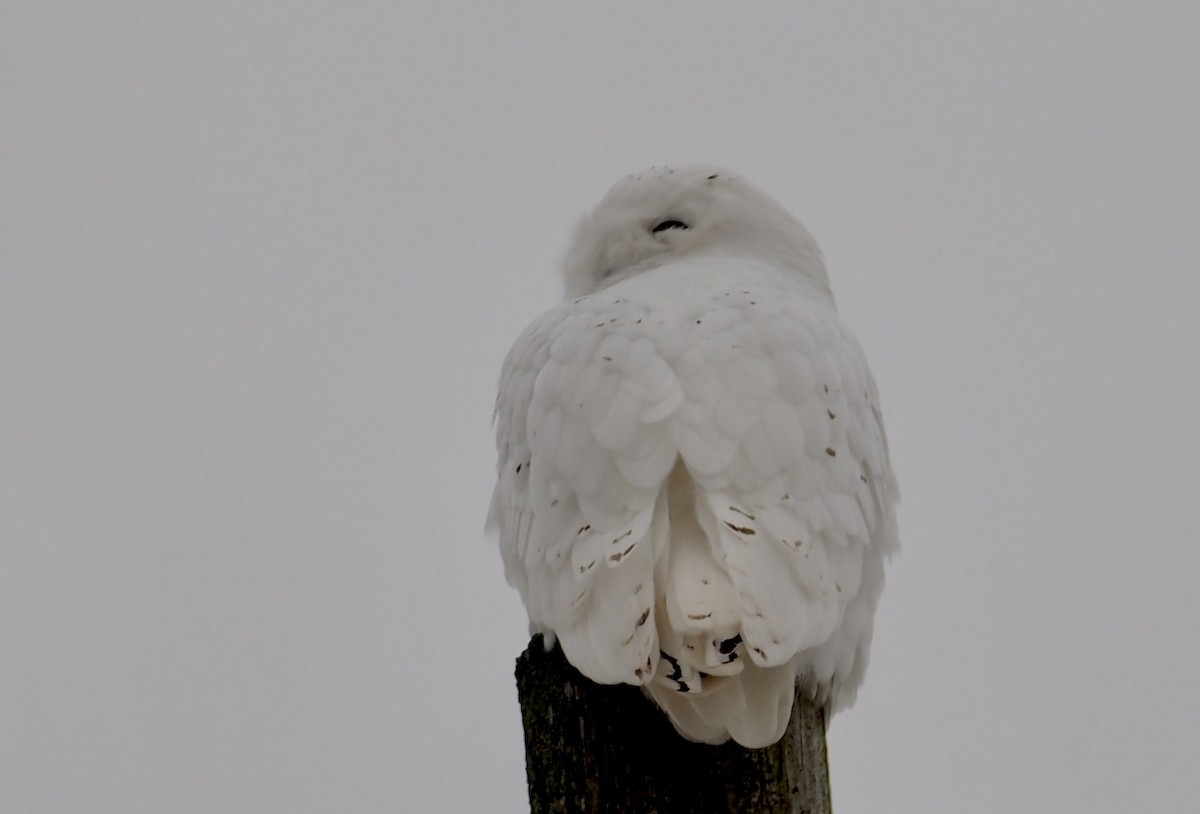 Snowy Owl - ML521898361