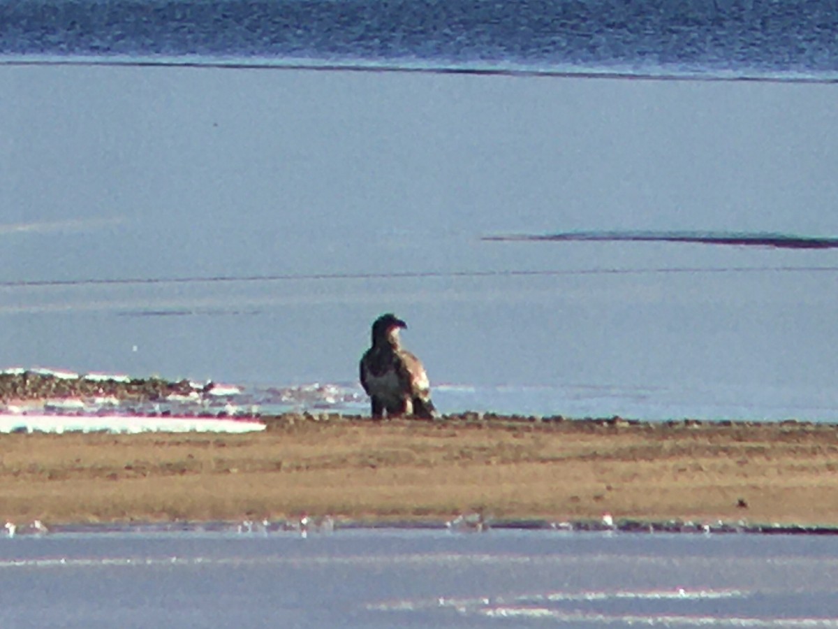 Bald Eagle - ML521899101