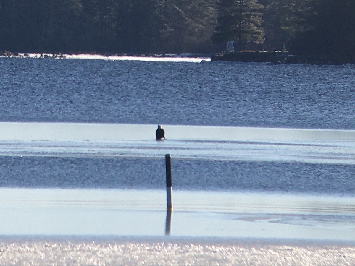Bald Eagle - ML521899111
