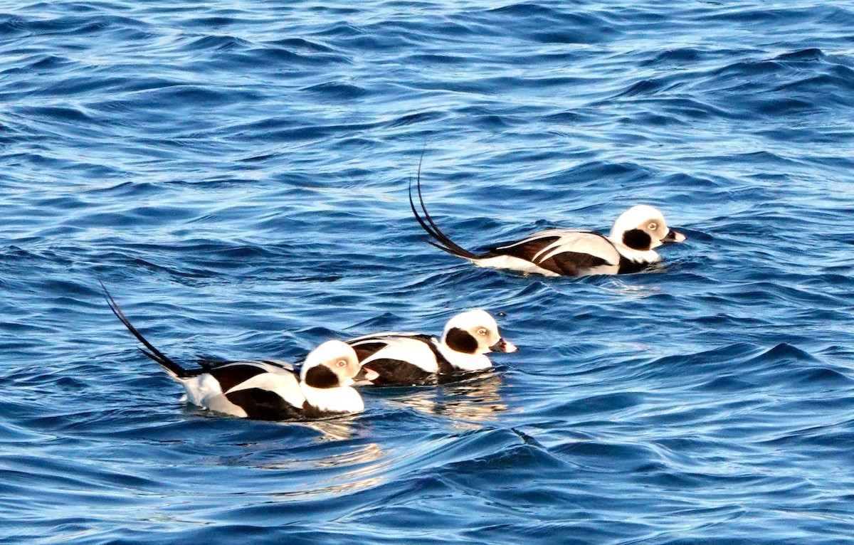 Long-tailed Duck - ML521900591
