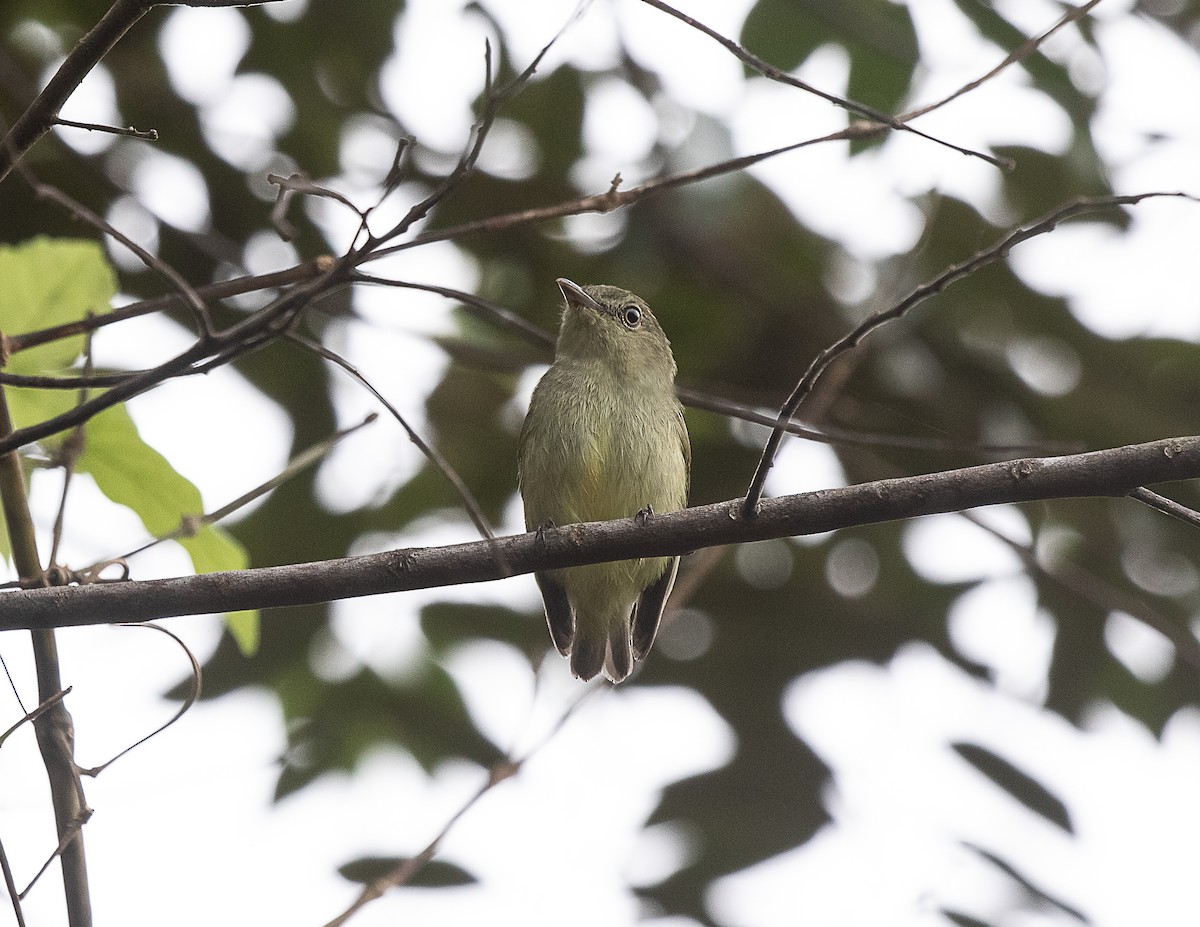 Dwarf Tyrant-Manakin - ML521900691