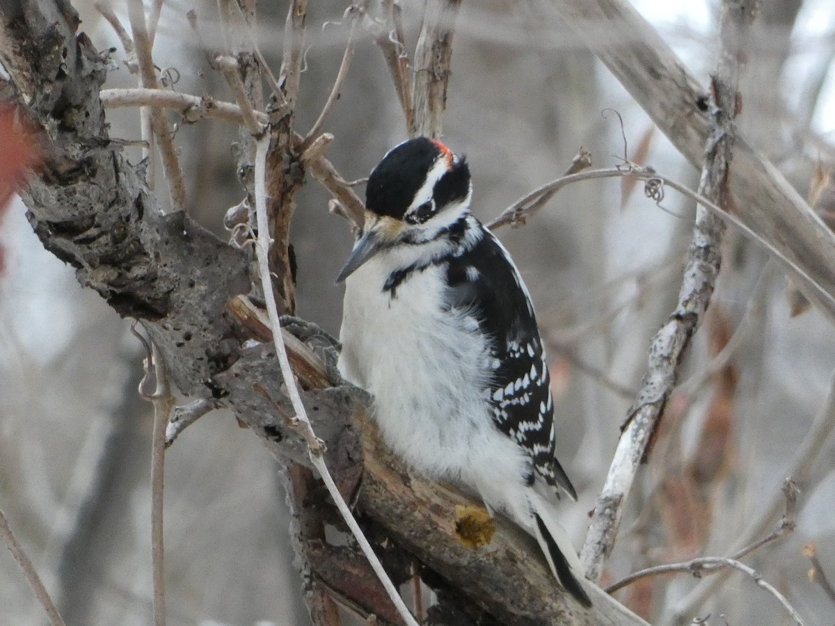 Hairy Woodpecker - ML521901171