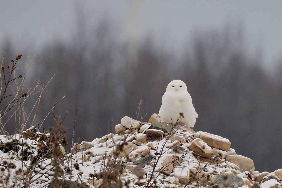 Snowy Owl - ML521901401