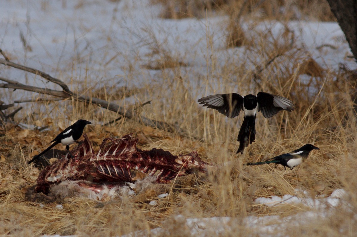 Black-billed Magpie - ML521901701