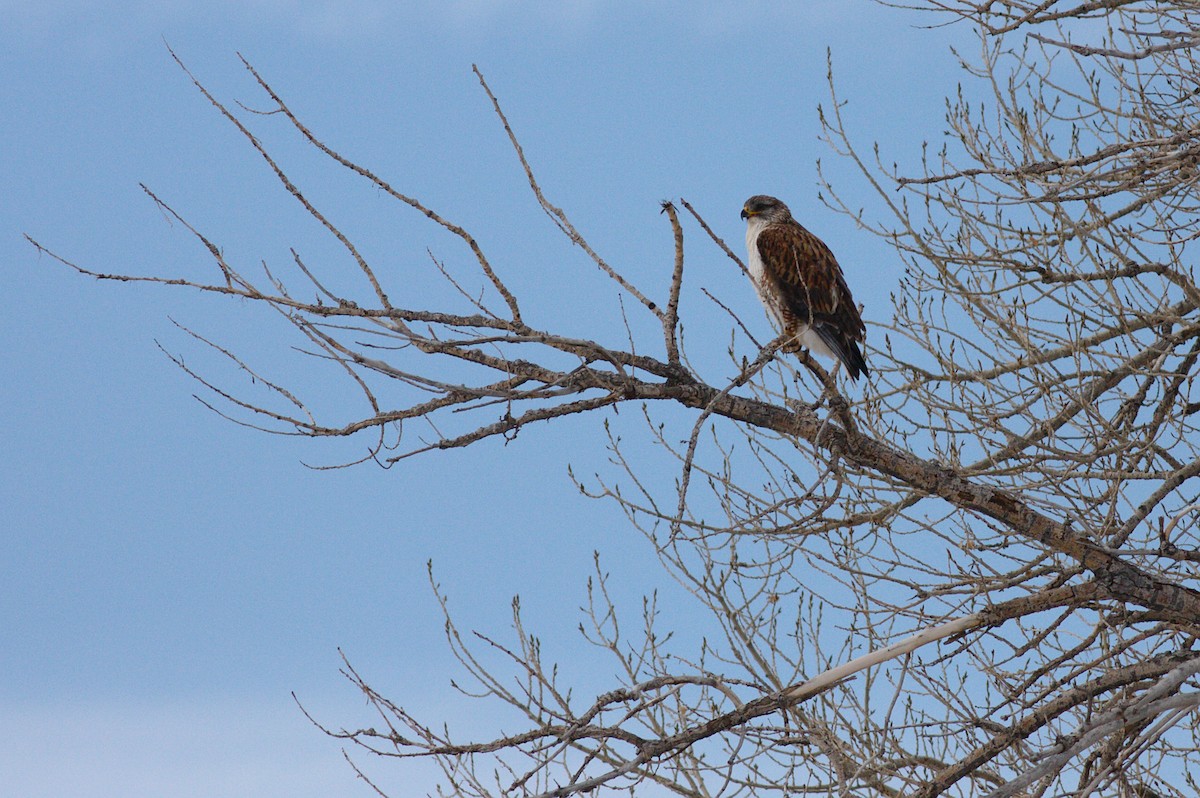 Ferruginous Hawk - ML521901731