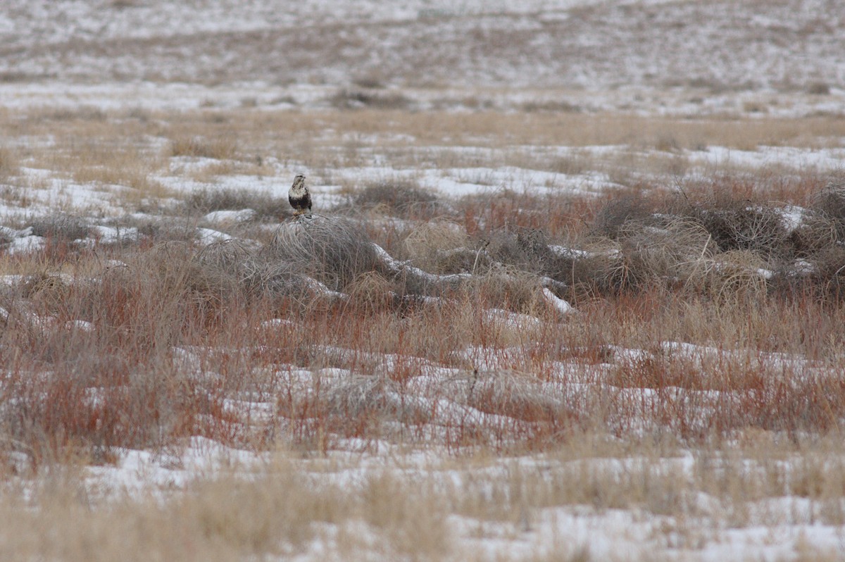 Rough-legged Hawk - ML521901751