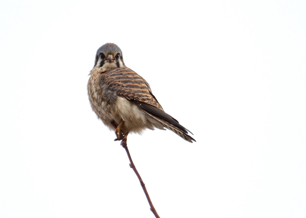 Buntfalke - ML521901921