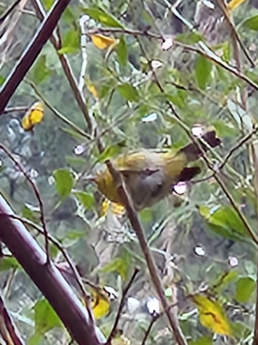 Nashville Warbler - ML521901971