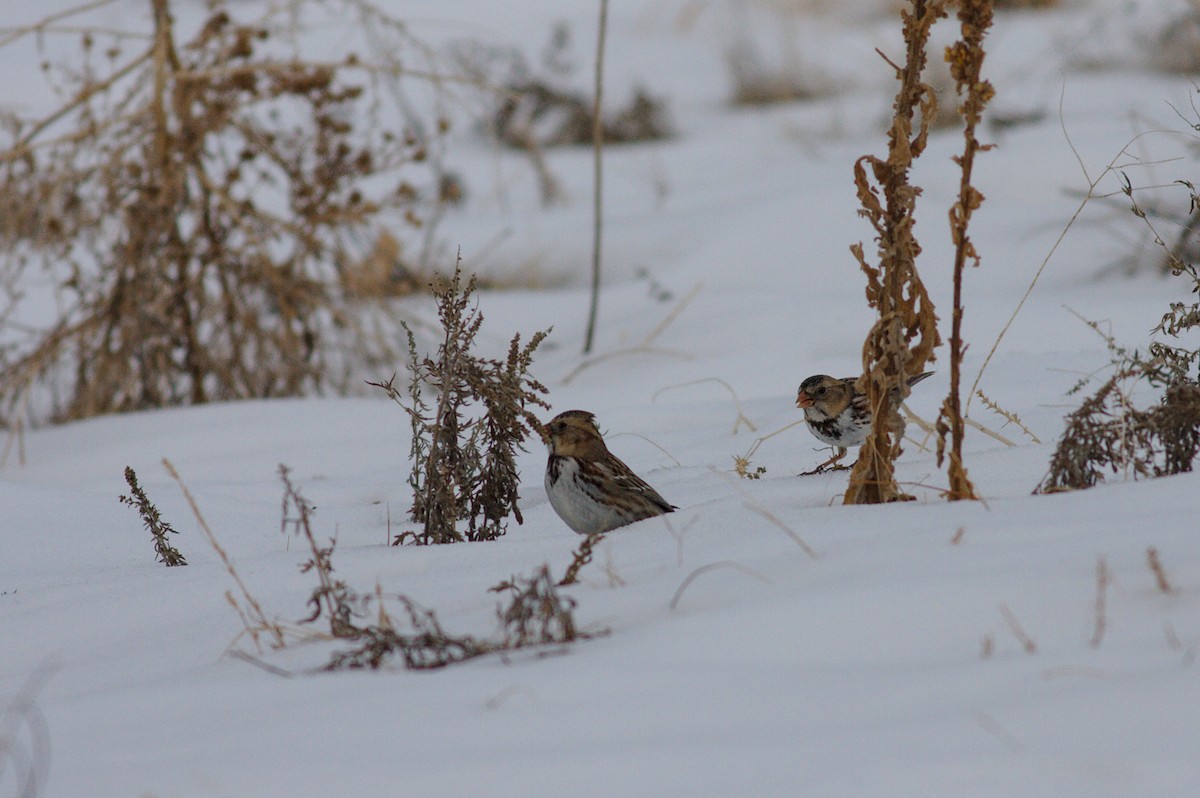 Harris's Sparrow - Michelle Desrosiers