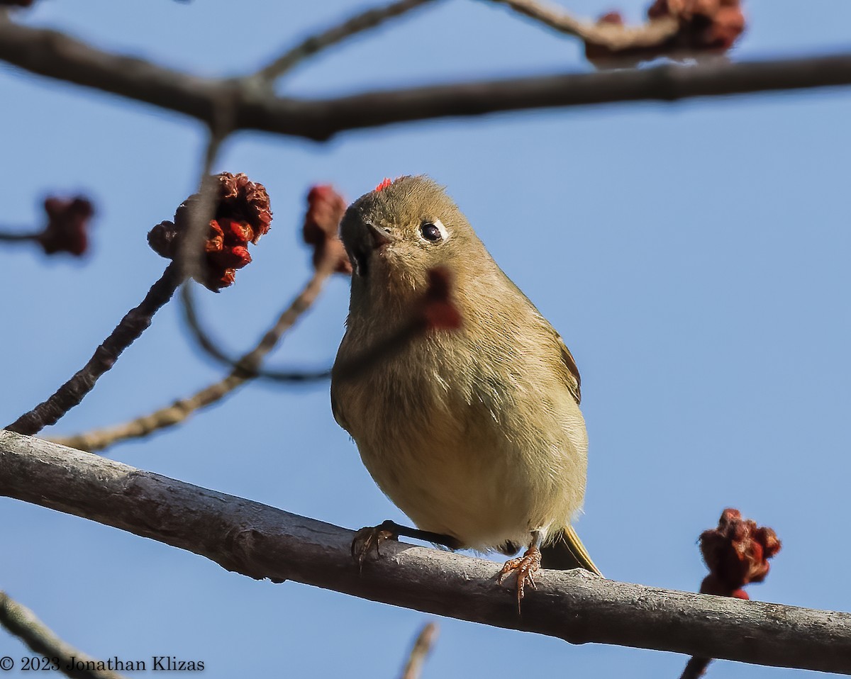 Ruby-crowned Kinglet - ML521903841