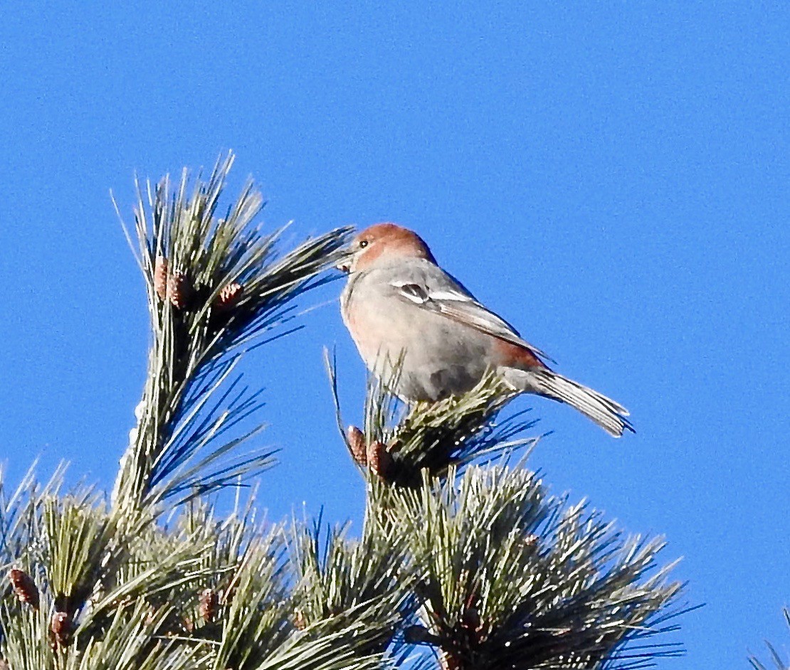 Pine Grosbeak - ML521903891