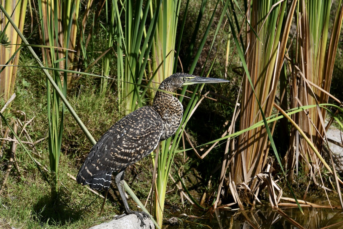 Bare-throated Tiger-Heron - ML521904661