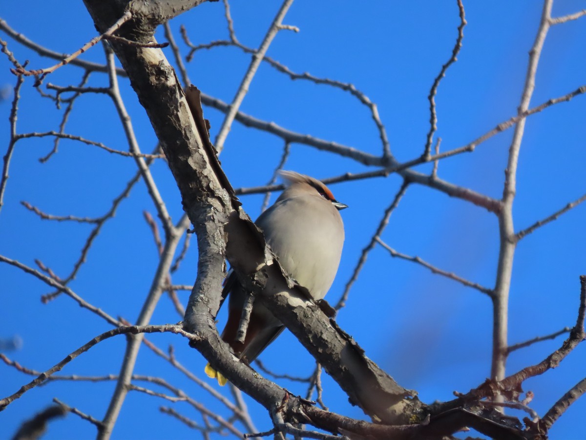 Bohemian Waxwing - ML521904931