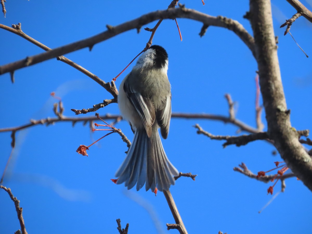 Black-capped Chickadee - ML521905181