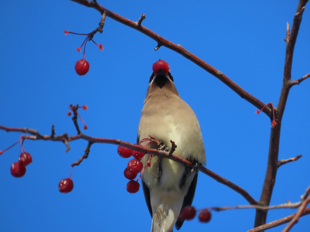 Cedar Waxwing - ML521905341