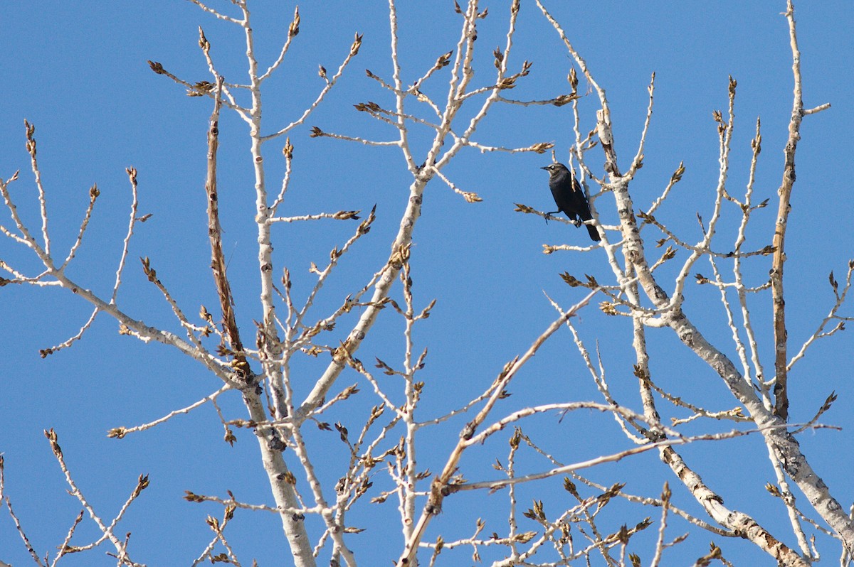 Rusty Blackbird - ML521905711