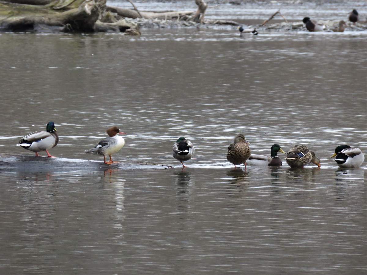 Common Merganser - ML521906051