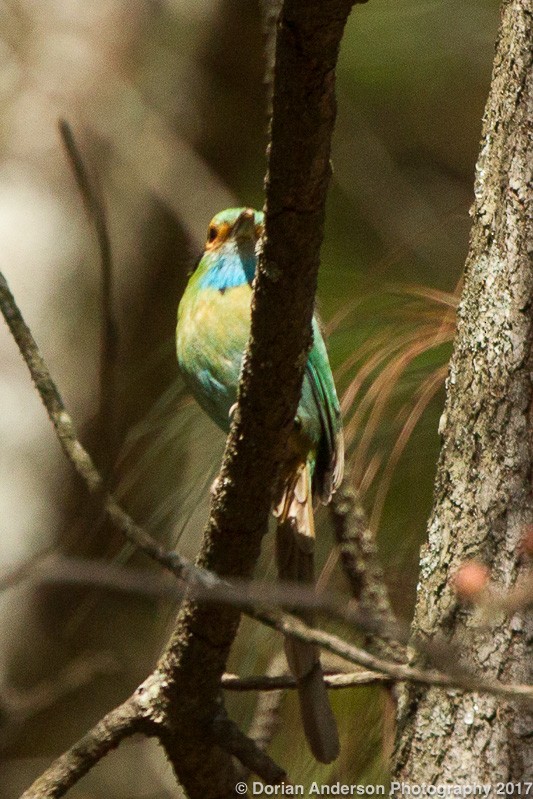 blåstrupemotmot - ML52190781