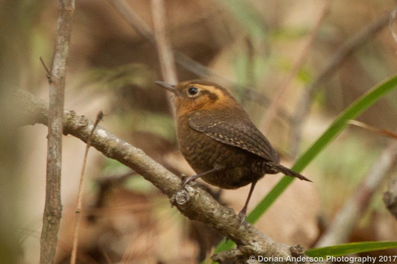 Rufous-browed Wren - ML52190831