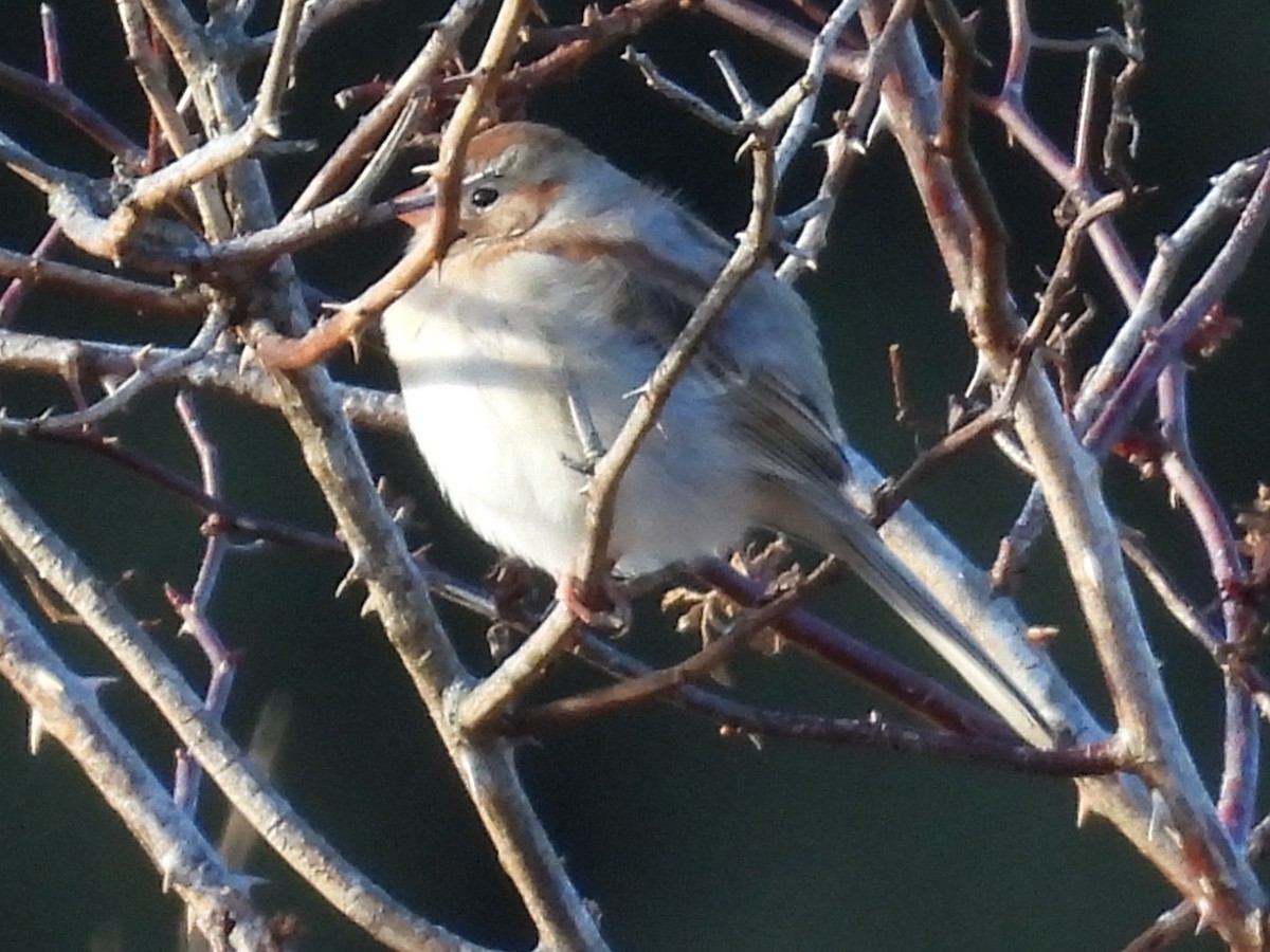 Field Sparrow - ML521908311