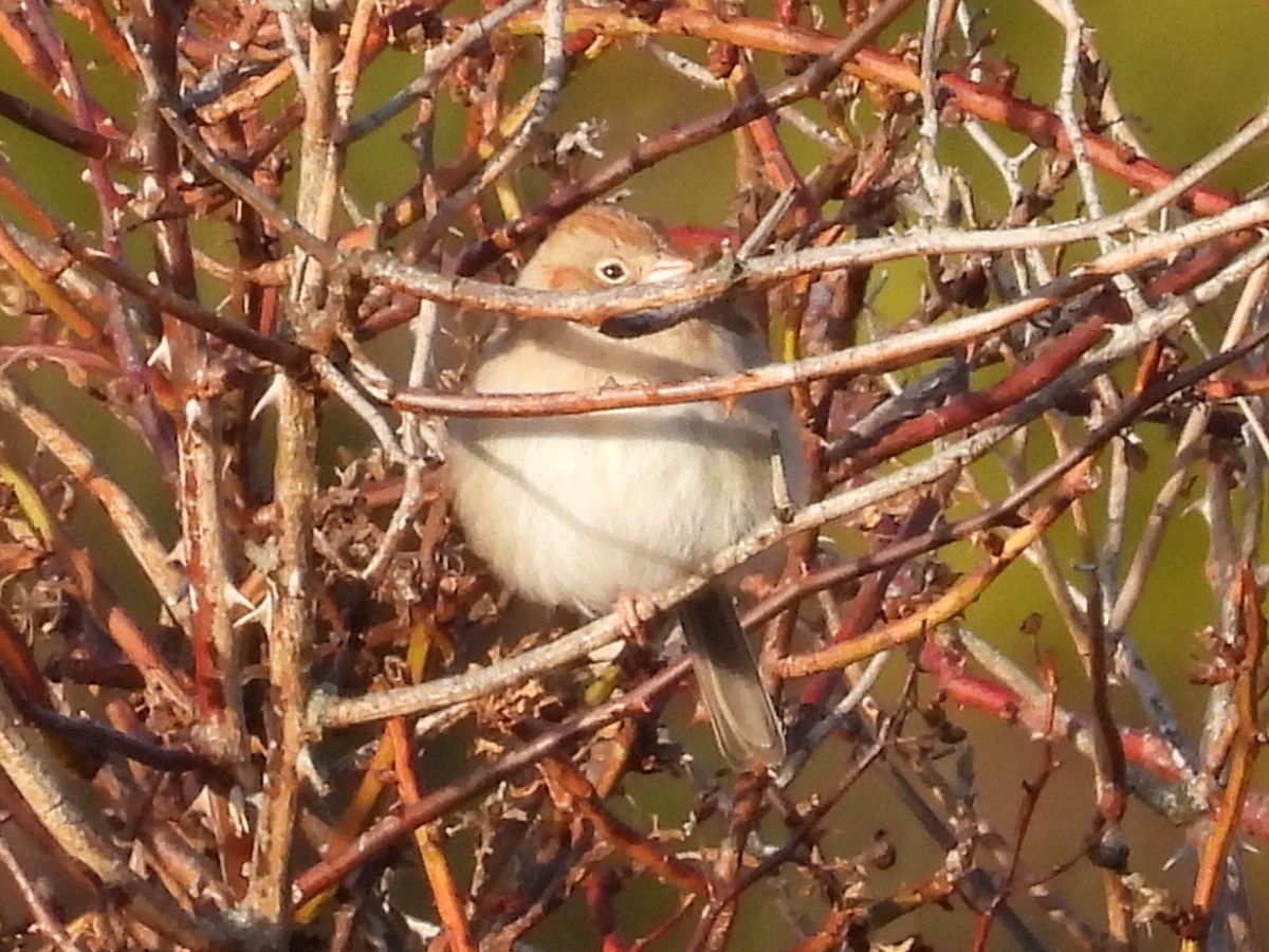 Field Sparrow - ML521908371
