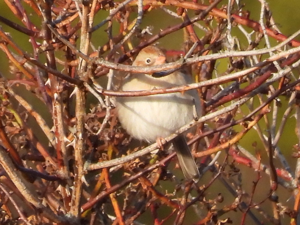Field Sparrow - ML521908381