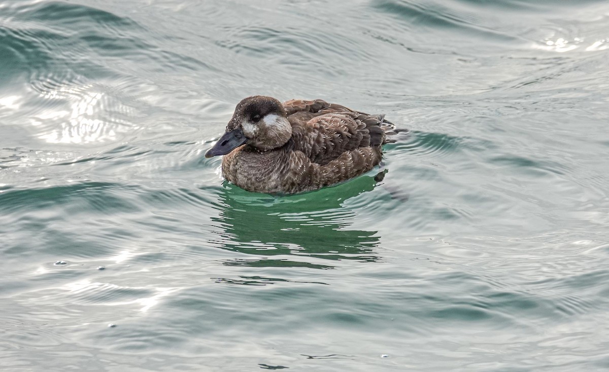 Surf Scoter - Cathy Wooster