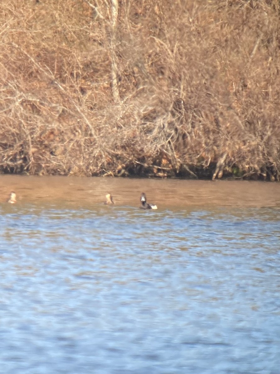 Tufted Duck x Greater Scaup (hybrid) - ML521909401