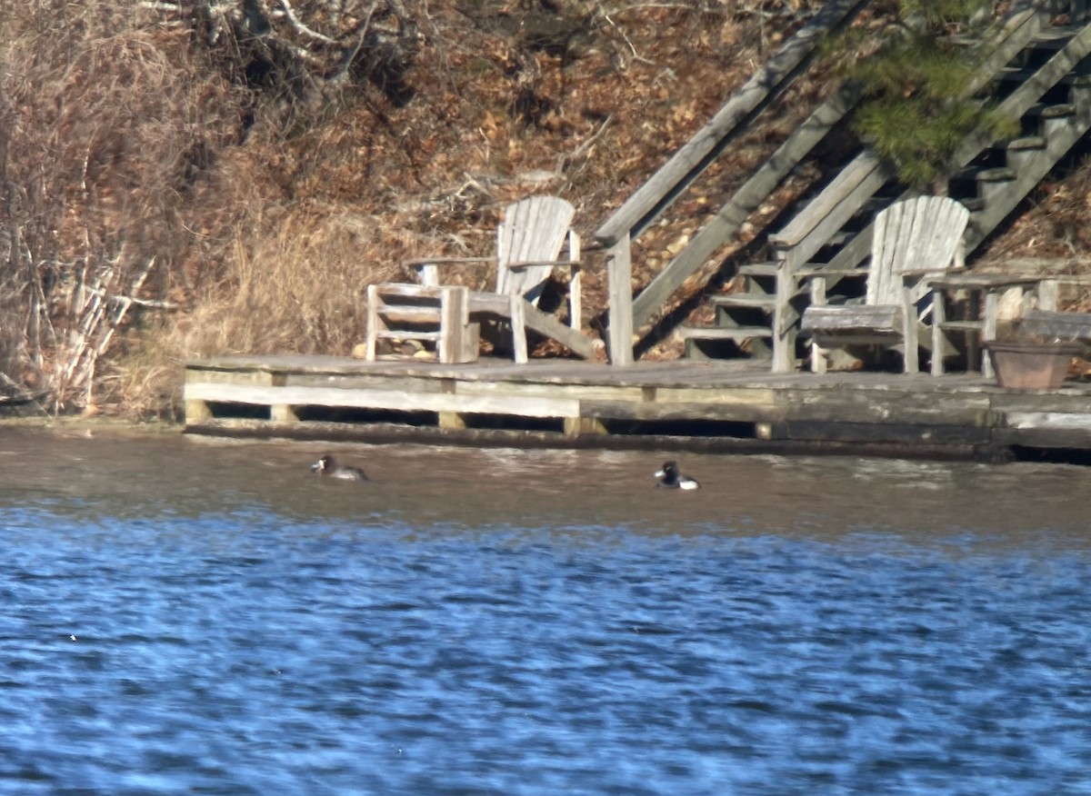 Tufted Duck x Greater Scaup (hybrid) - ML521909411